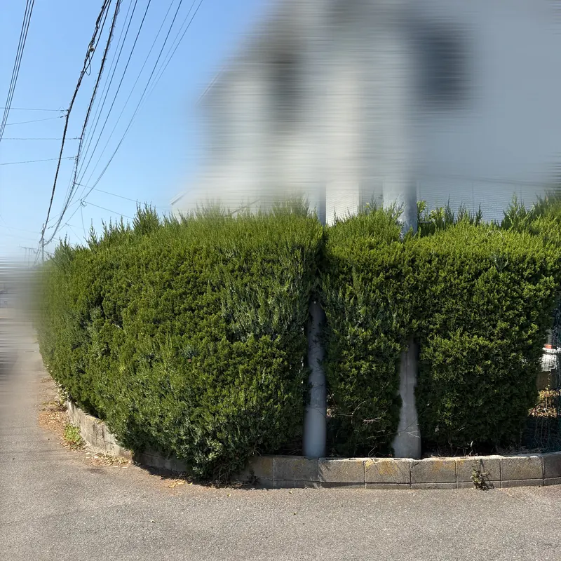 施工前: 角地の生垣