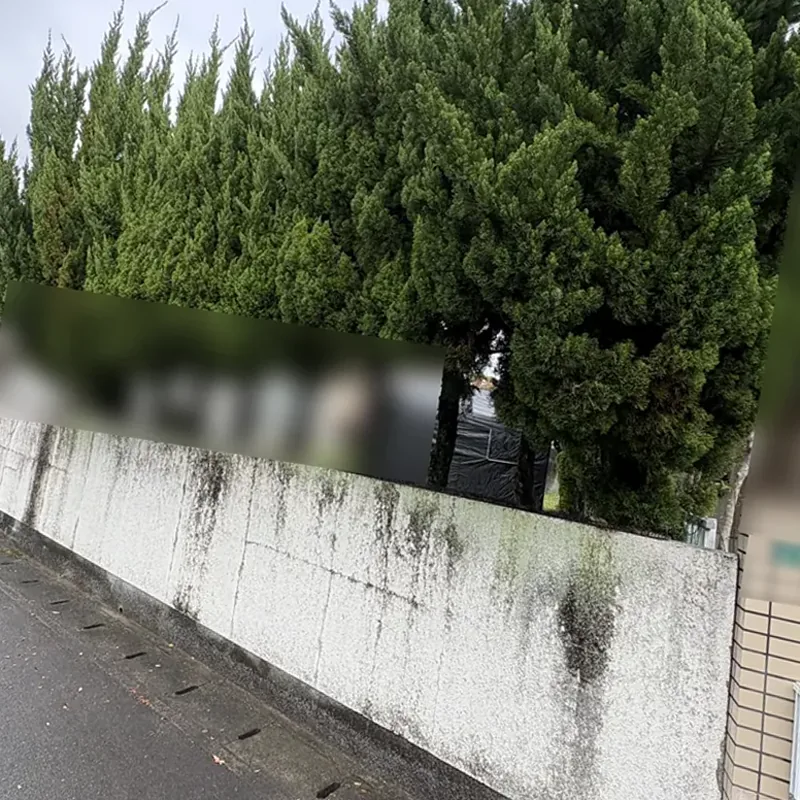 施工前: 塀の内側の庭木