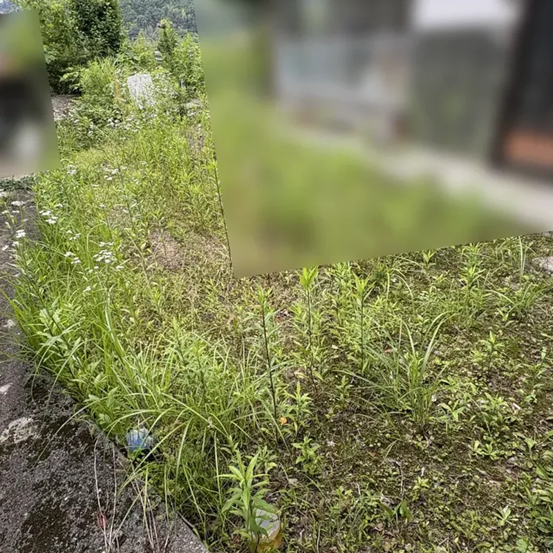 施工前: 住宅の前庭