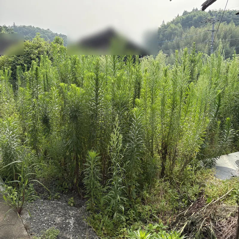 施工前: 雑草が茂った土地